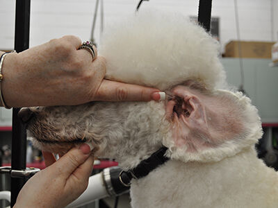 Back to Poodle Basics